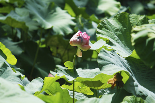 池塘亭亭玉立的莲花