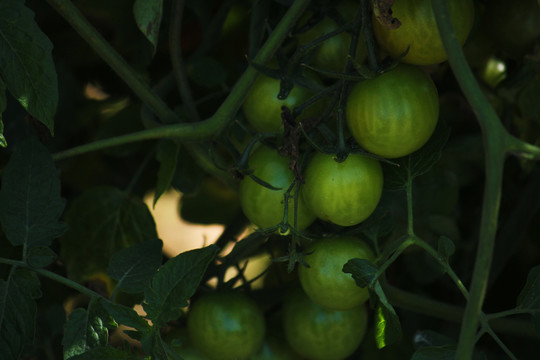 蔬菜种植园里的番茄