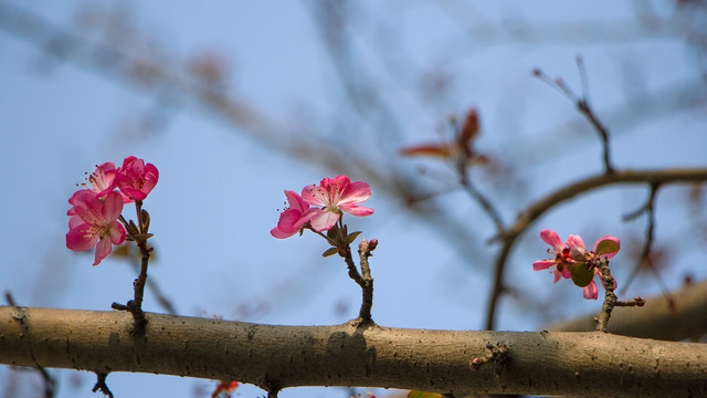 樱花