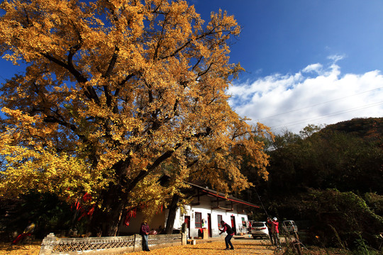 秦岭深处千年银杏树