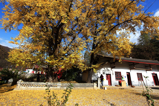 秦岭深处千年银杏树