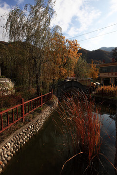 秦岭深处千年银杏树