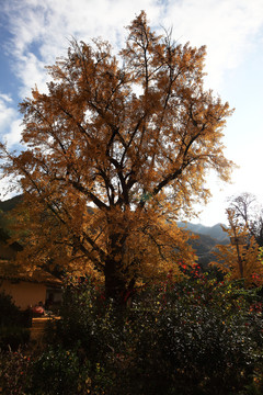 秦岭深处千年银杏树