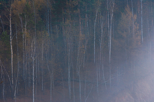 秋季晨雾白桦树林