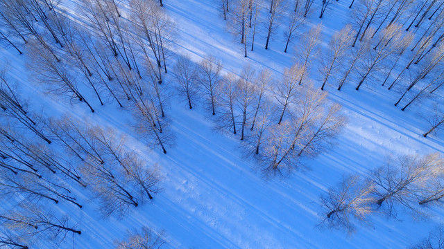 航拍林海雪原小树林