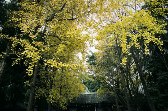 杜甫草堂银杏树