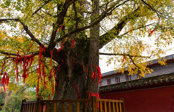 玉泉寺银杏树