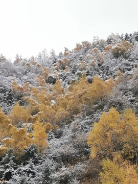 深秋冬雪