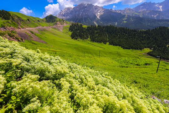 伊犁天山