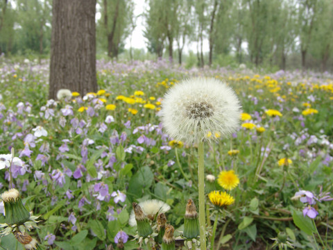 花丛里的蒲公英