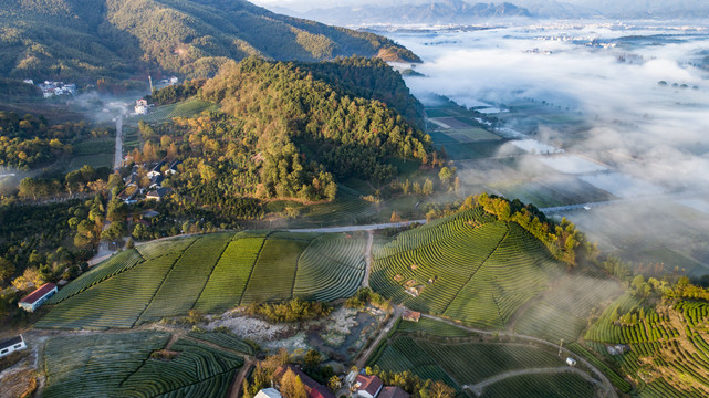 茶山