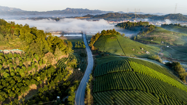 茶园茶山