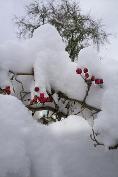 雪后红果