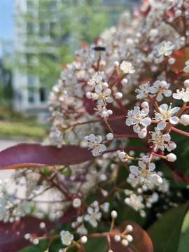 繁花