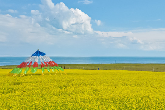 青海湖美景风光