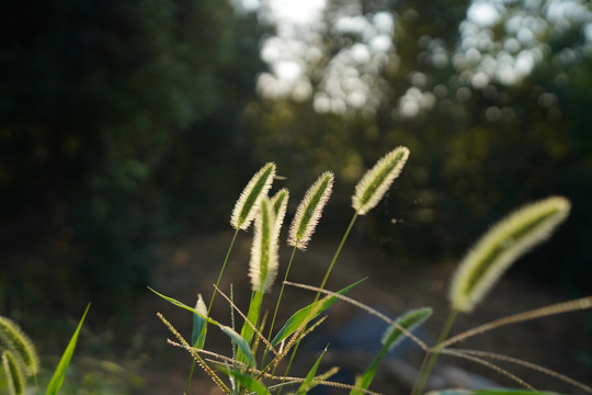 狗尾巴草