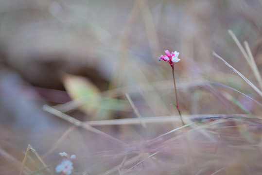 小红花