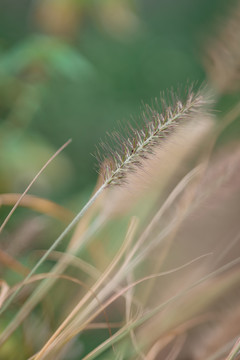 狗尾巴草