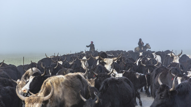 大雾中一群牦牛