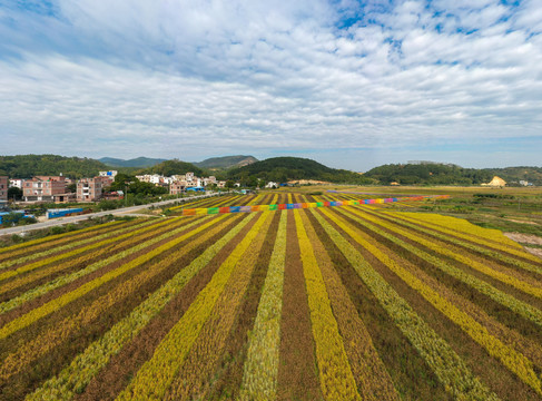 广西梧州色彩斑斓五彩稻生态乡村