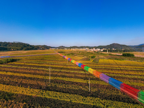 广西梧州色彩斑斓五彩稻生态乡村