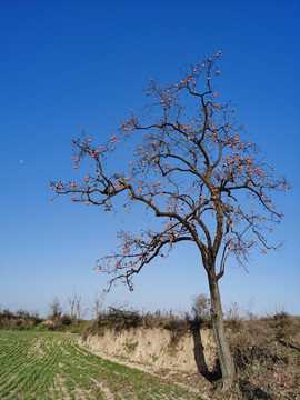 柿子树