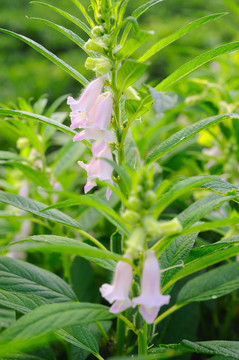 芝麻开花节节高