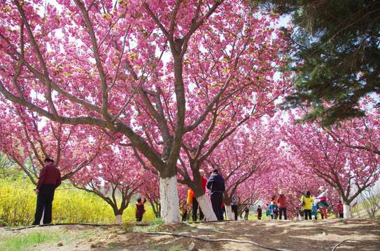 大连旅顺203高地樱花