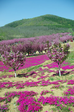 大连旅顺203地区樱花