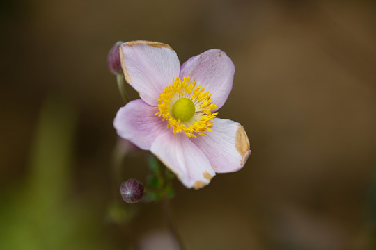 野棉花