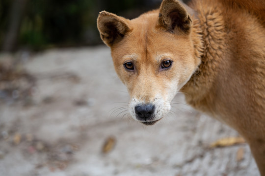 中华田园犬