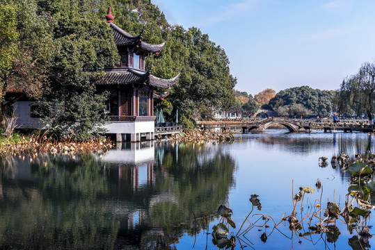 曲院风荷秋景