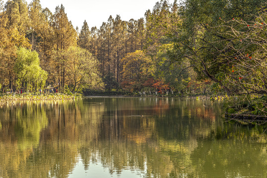 曲院风荷秋景