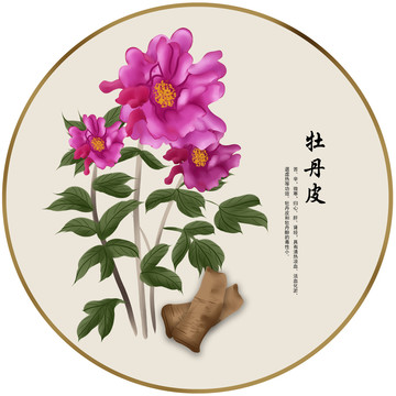 手繪中草藥牡丹皮養(yǎng)生藥材