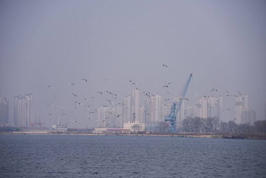 冬季天津海河上成群的候鸟海鸥