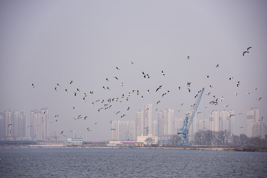 冬季天津海河上成群的候鸟海鸥