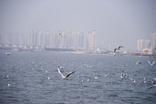 冬季天津海河上成群的候鸟海鸥