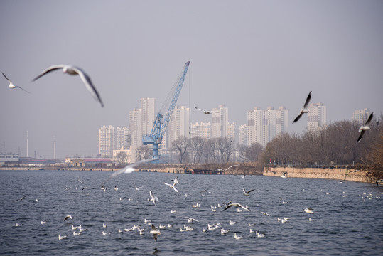 冬季天津海河上成群的候鸟海鸥