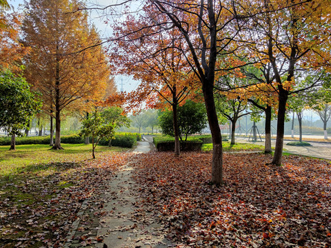 铺满落叶的公园小径