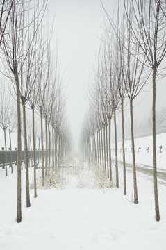 雪中即景