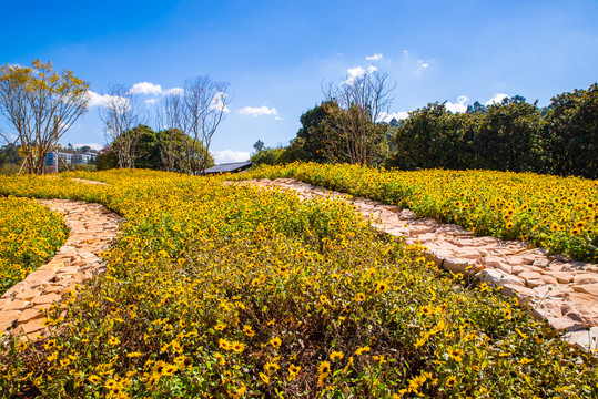 花园小路