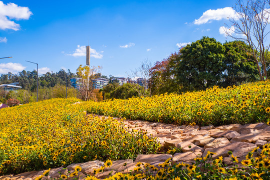 花园小路