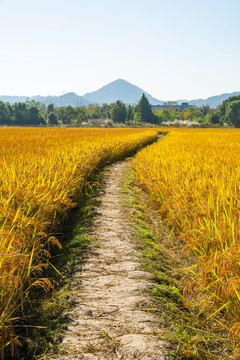 乡村稻田