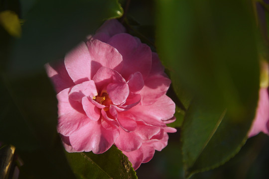 阳光下的花朵