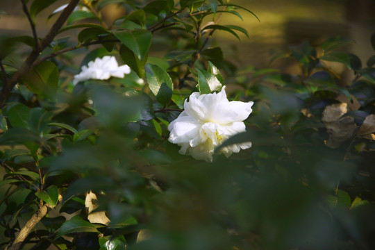 白色茶梅花