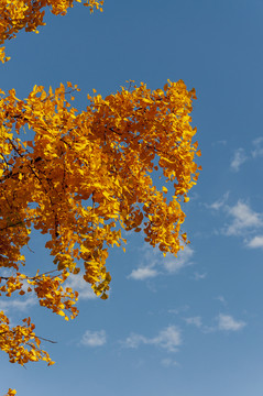 秋天金黄的银杏树叶