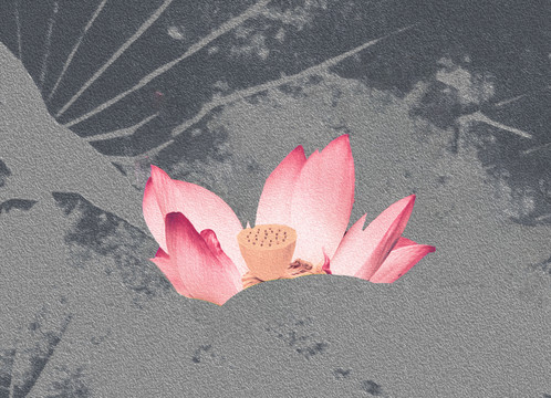荷花裝飾畫