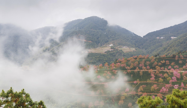 无量山樱花谷自然风光