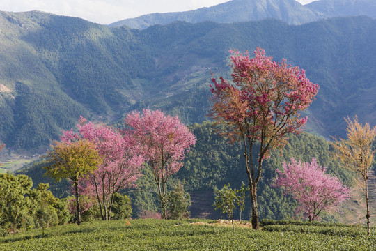 山脉茶山冬樱花茶山风光