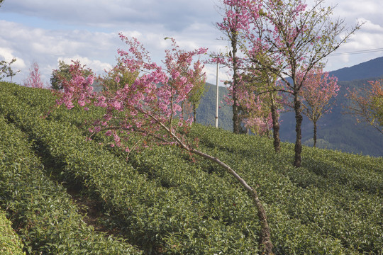 蓝天白云茶山盛开冬樱花茶山风光